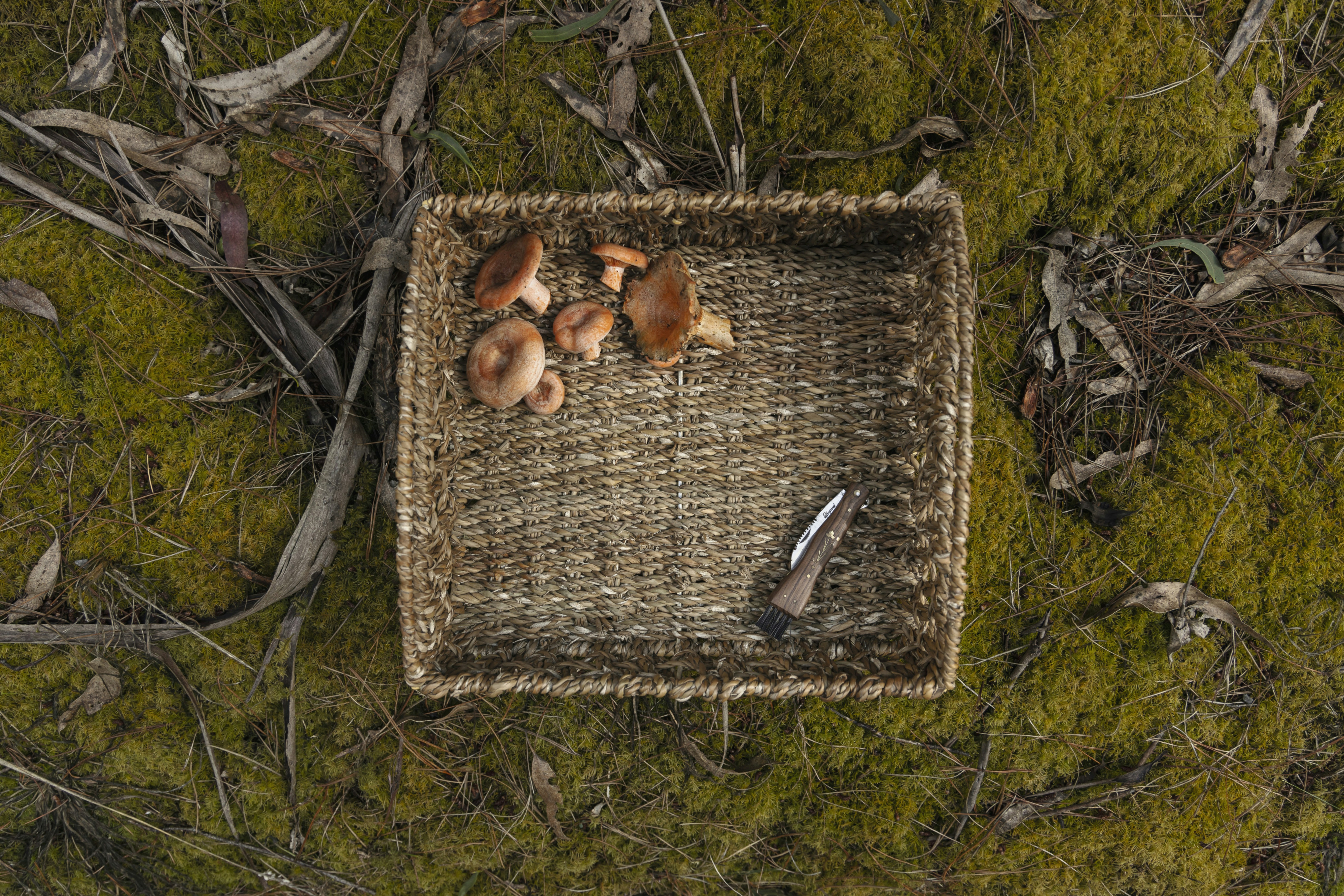 a basket filled with mushrooms sitting on top of a lush green field